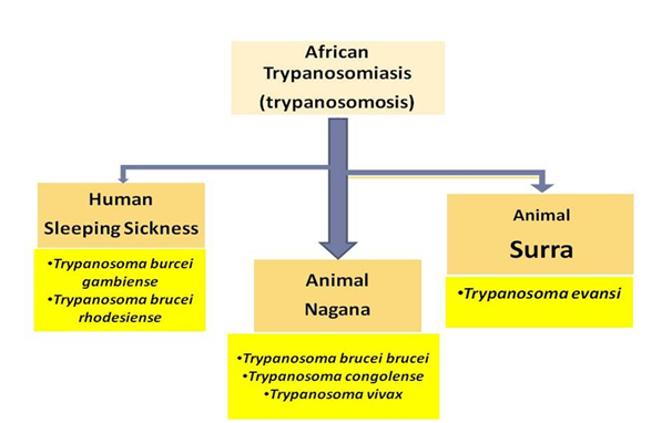 Evolving Anti Disease Strategies From Biochemical Pathogenesis Of African Trypanosomiasis