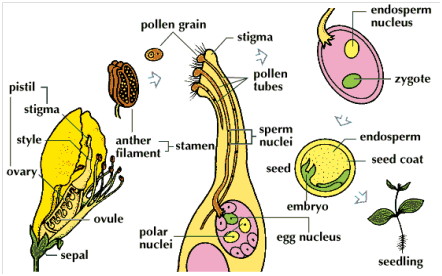 Biology Of Seed Development And Germination Physiology Medcrave Online