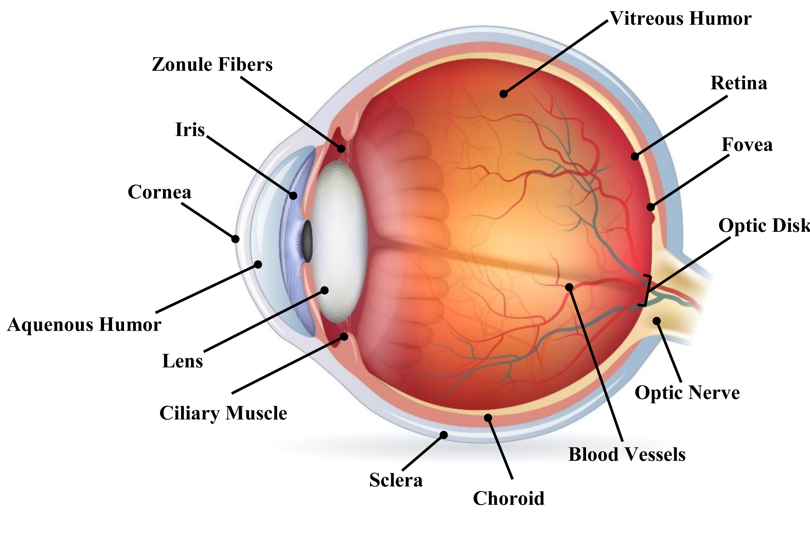 Biometric retinal authentication based on multi– resolution feature ...