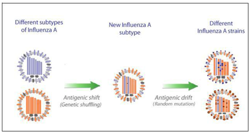 define antigenic drift vs antigenic shift
