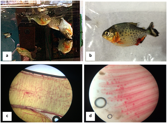 First Report Of Megalocytivirus In Red Piranhas Pygocentrus Nattereri By Molecular Diagnosis In Brazil Medcrave Online The ﬁrst ﬁve letters means ''infectious spleen and kidney necrosis. red piranhas pygocentrus nattereri