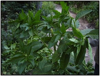 Medicinal Plants of Pakistan: Challenges and Opportunities - MedCrave ...