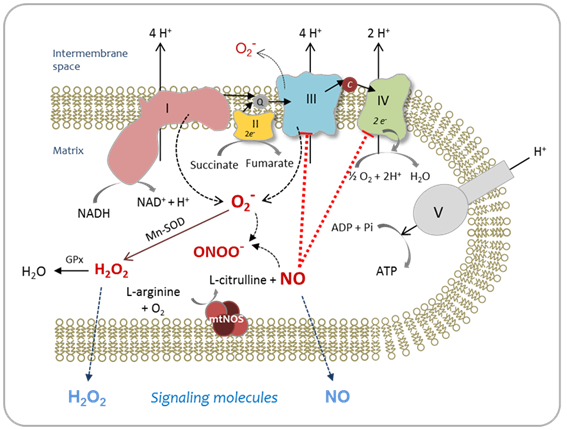 Peroxynitrite (ONOO − ) generation from the HA-TPP@NORM