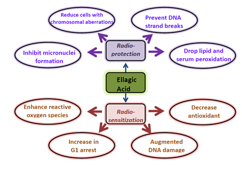 Ellagic acid as a potential anti-cancer drug Ellagic acid as a potential anti-cancer drug