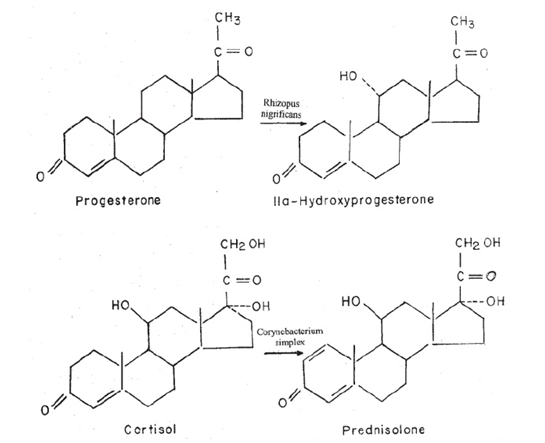 17 гидроксипрогестерон повышен. Гидроксипрогестерон формула. Biotransformation.