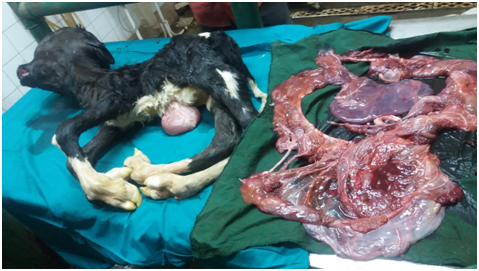 Extraordinary case of dystocia due to hydrocephalus foetus in dairy  Egyptian cow a case report | Megahed | Journal of Dairy, Veterinary & Animal  Research