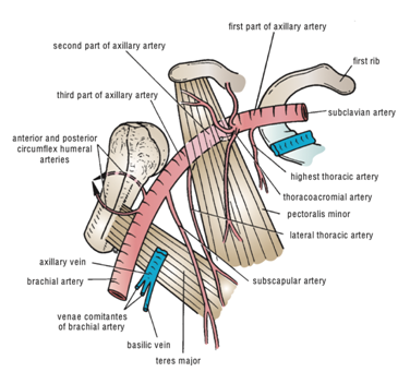lateral thoracic artery diagram